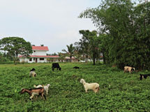 Ambady’s Green Meadows